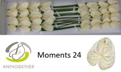 Anthurium Moments 11cm Hd