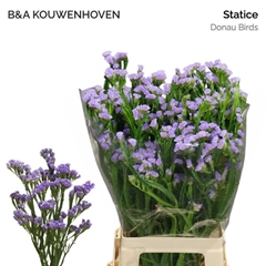 Limonium Sinuatum Donau Birds 75cm 30gr.