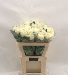 Chrysanth Single Vienna White 80cm 150gr.