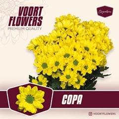 Chrysanth Spray Copa 70cm 55gr.