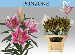 Lily Oriental Ponzone 80cm 5+