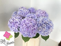 Hydrangea Royal Grandeur 60cm 18-20cm Hd