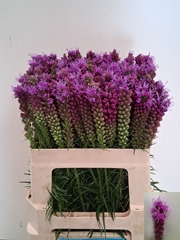 Liatris Spicata 55cm