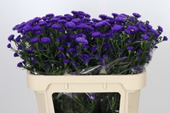 Aster Astee Dark Milka 70cm 15gr.