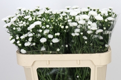 Aster Pretty Wendy 70cm 15gr.