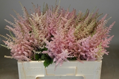 Astilbe Erika 55cm