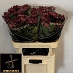 Chrysanth Single Regalmist Red 80cm 130gr.
