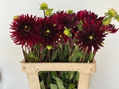 Dahlia Chat Noir 58cm