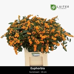 Euphorbia Fulgens Spray Sunstream 80cm 15cm Hd