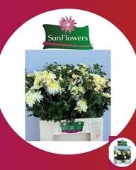 Chrysanth Spray Gompie White 60cm 85gr.