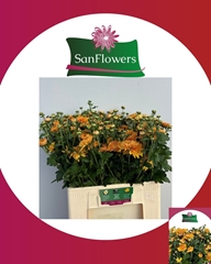 Chrysanth Spray Gompie Bronze 60cm 85gr.