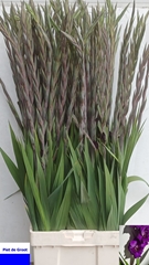 Gladiolus Purple Flora 110cm 190gr.