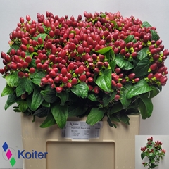 Hypericum Magical Excellent 60cm