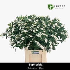 Euphorbia Fulgens Spray Quicksilver 80cm 15cm Hd