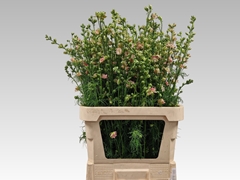 Consolida Regalis Qis Rose 80cm