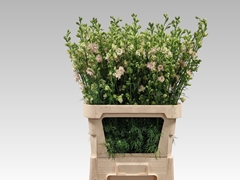 Consolida Regalis Qis Light Pink 80cm