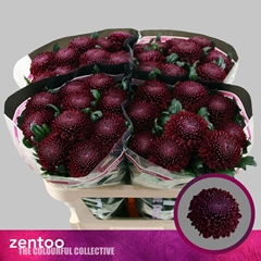 Chrysanth Single Poker 70cm 80gr.