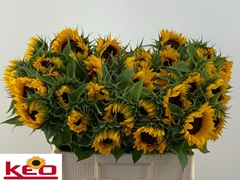Helianthus Sunrich Orange 60cm