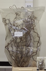 Corylus Contorta 70cm 2-year