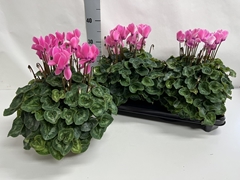 Cyclamen Super Serie Xl 15Ø 36cm