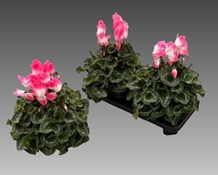 Cyclamen Persicum Super Serie Fusion 15Ø 36cm