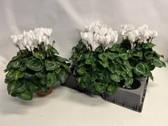 Cyclamen Super Serie Xl 15Ø 36cm