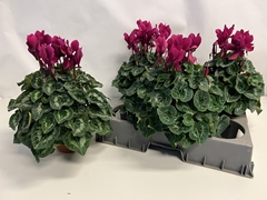 Cyclamen Super Serie Xl 15Ø 36cm