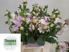 Dahlia Eveline 50cm