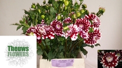Dahlia Checkers 50cm