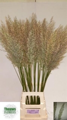 Calamagrostis Brachytricha 90cm