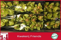 Cymbidium Melissa 60cm