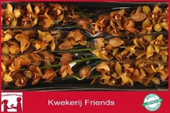 Cymbidium Charly Brown 80cm