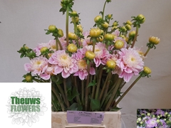 Dahlia Sweet Love 50cm