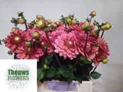 Dahlia Salmon Runner 50cm