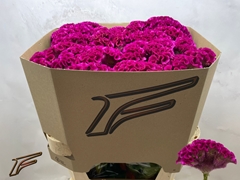 Celosia Bar Bora 80cm