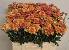 Chrysanth Spray Bruno 60cm 50gr.