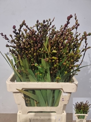 Crocosmia With Berry Of Carmine 70cm