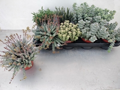 Echeveria Mix 12Ø 16cm