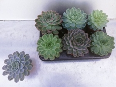 Echeveria 11Ø 15cm