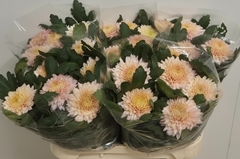 Chrysanth Single Marielle 75cm 120gr.