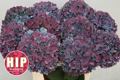 Hydrangea Pimpernel Classic 80cm 20-22cm Hd