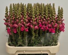 Antirrhinum Potomac Rose 75cm