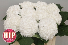 Hydrangea Cannonball 50cm 14-16cm Hd