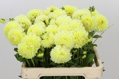 Dahlia Banana Baby 55cm