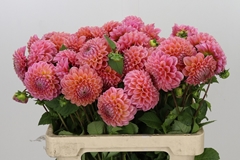 Dahlia Linda's Baby 55cm