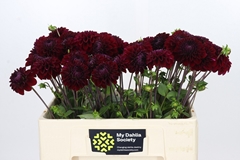 Dahlia Black Fox 50cm