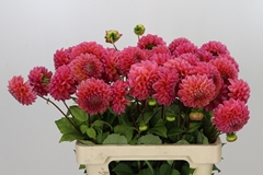 Dahlia Raspberry Baby 55cm