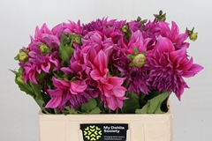 Dahlia Karma Choc 60cm