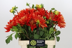 Dahlia Vulcan 60cm