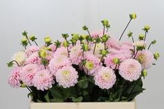 Dahlia Wizard Of Oz 50cm